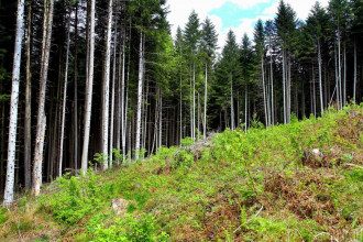     Украина снова разрешит вывозить лес-кругляк: Рада намерена принять решение по требованию ЕС    