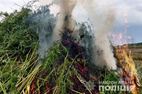 Операция "Мак 2021": полиция уничтожила более 11 млн растений мака и конопли на 432 га