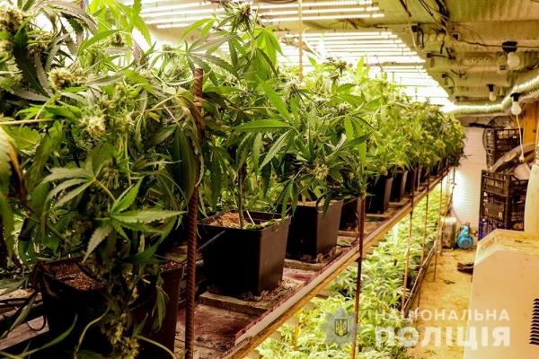 Операция "Мак 2021": полиция уничтожила более 11 млн растений мака и конопли на 432 га