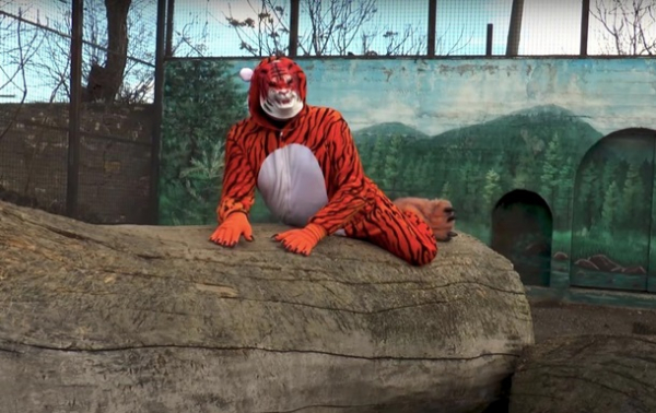Директор одесского зоопарка переоделся в тигра и бегал за женщинами