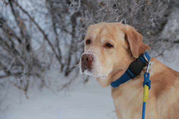 Холод собачий: как защитить домашних питомцев и бродячих животных от мороза - 