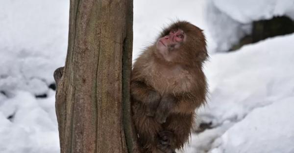 В харьковском зоопарке показали, как японские макаки радуются снегу - 