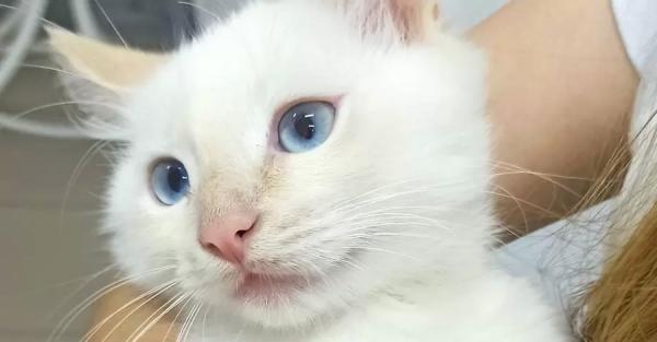 История котенка, спасенного из-под колес автомобиля: вырос в четырехкилограммового красавца и завел Instagram - 