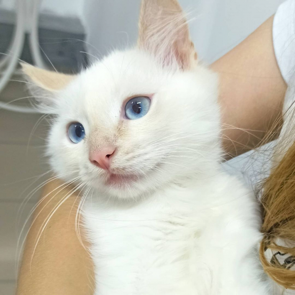 История котенка, спасенного из-под колес автомобиля: вырос в четырехкилограммового красавца и завел Instagram - 