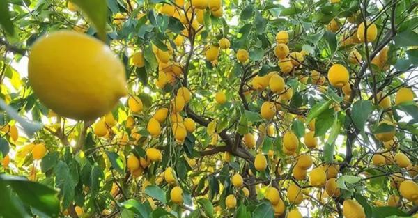 Диетолог развеяла миф о том, что лимон является лучшим источником витамина С - 