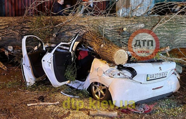 В Киеве дерево раздавило иномарку: водитель погиб на месте