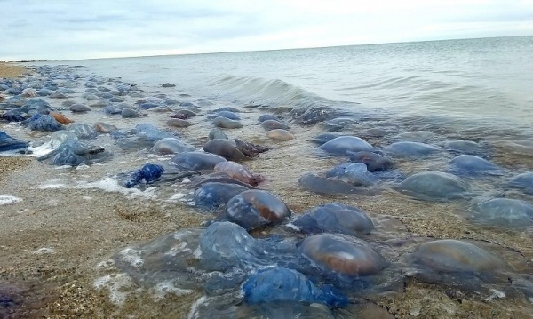 «Такое случается редко»: миллионы существ выбросило на берег «Тузловских лиманов»