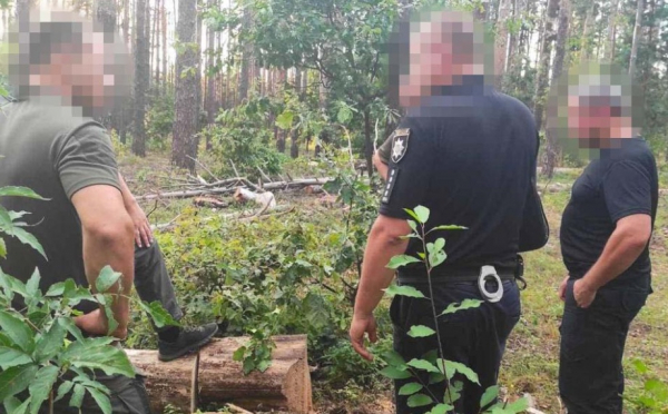 Участились случаи вырубки: жителю Ренийской громады грозит срок за незаконный спил деревьев