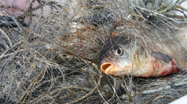 Ловил рыб и крабов: в Белгород-Днестровском районе разоблачили браконьера