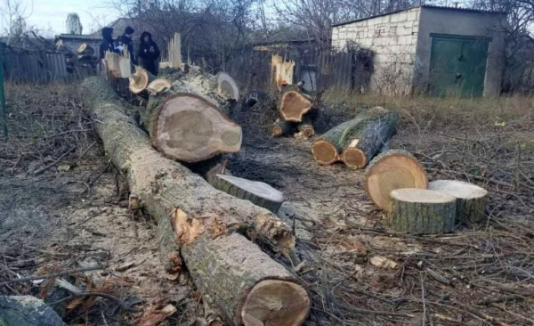 Начато расследование: кто ответит за незаконные вырубки деревьев в Белгороде-Днестровском
