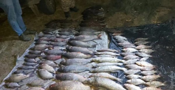 Более 400 килограммов рыбы и раков было изъято у браконьеров в Одесской области
