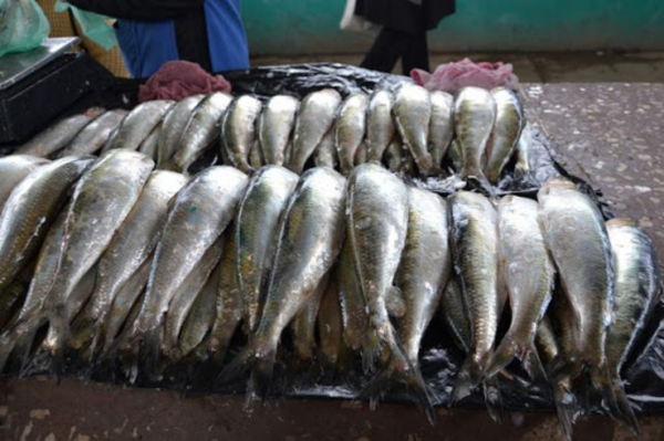 Больнее всего ударит по рыбакам из Вилково: на Одесчине продлили запрет на вылов «дунайки»
