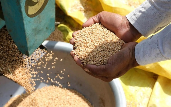 Урожай пшеницы в Индии под угрозой из-за жары