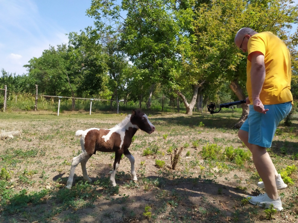 На Измаильской станции юннатов родился маленький пони (видео)