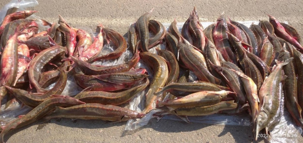 Измаильские пограничники поймали браконьера с краснокнижной рыбой почти на три миллиона гривен