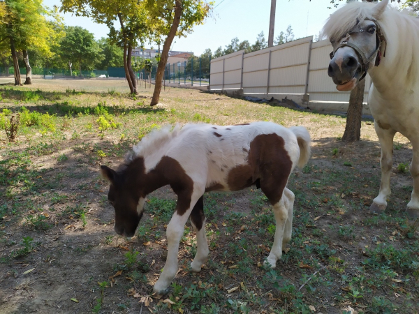 На Измаильской станции юннатов родился маленький пони (видео)