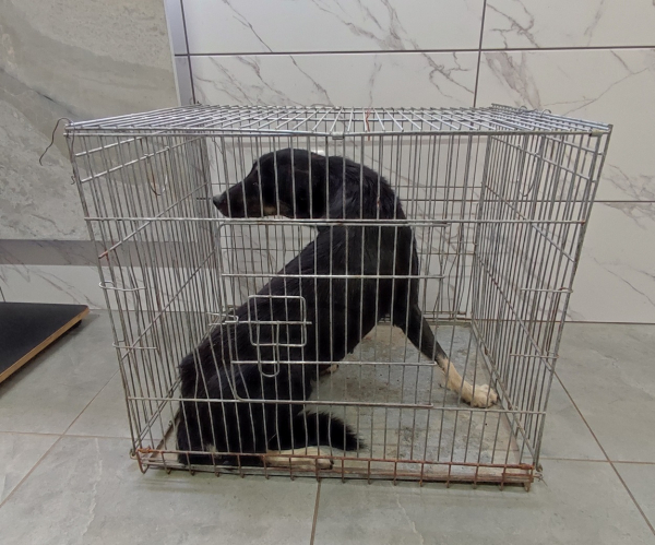 В Измаиле по городской программе зоозащитники простерилизовали уже более 200 собак (видео)