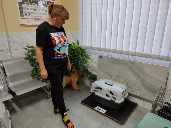 В Измаиле по городской программе зоозащитники простерилизовали уже более 200 собак (видео)