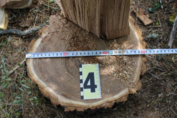 За вырубку деревьев группе измаильчан грозит срок от пяти до семи лет