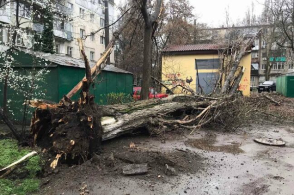 В Одесі вітер повалив 14 дерев, постраждала жінка - новини Одеси