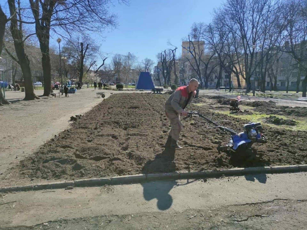 У Прохорівському сквері висадять понад 100 кленів - новини Одеси