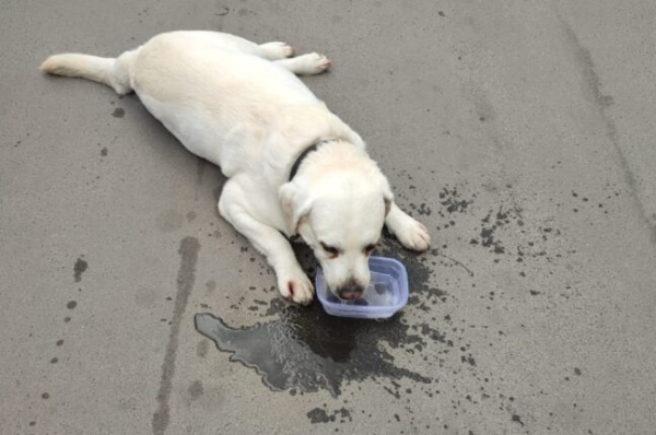 Одеситка залишила собаку у закритому автомобілі та пішла до кафе - новини Одеси