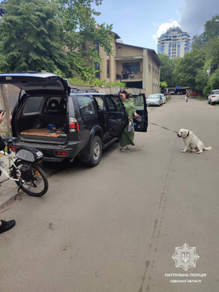 Одеситка залишила собаку у закритому автомобілі та пішла до кафе - новини Одеси