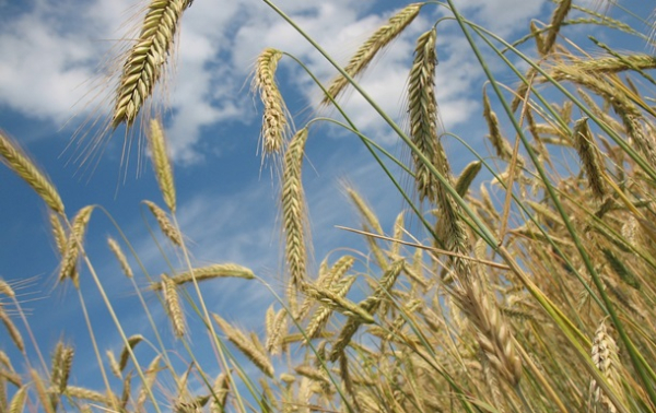 Бунт Вагнера спровоцировал резкий рост цен на пшеницу