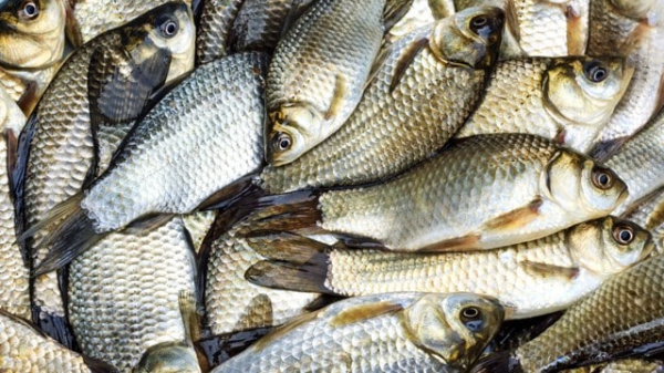 Одеситів застерігають від придбання та вживання риби невідомого походження - новини Одеси
