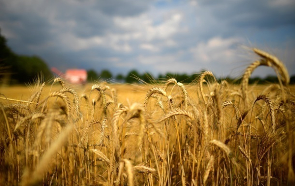 Украина экспортировала более 3,6 млн тонн зерновых