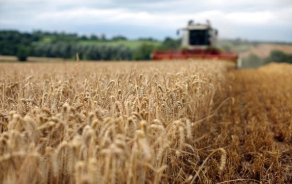 Пять стран ЕС хотят продлить эмбарго на зерно из Украины