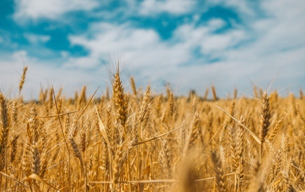 ЕК отменила запрет на импорт зерна с Украины