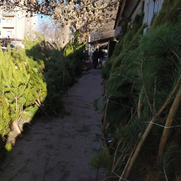 В Измаиле появились в продаже новогодние елки