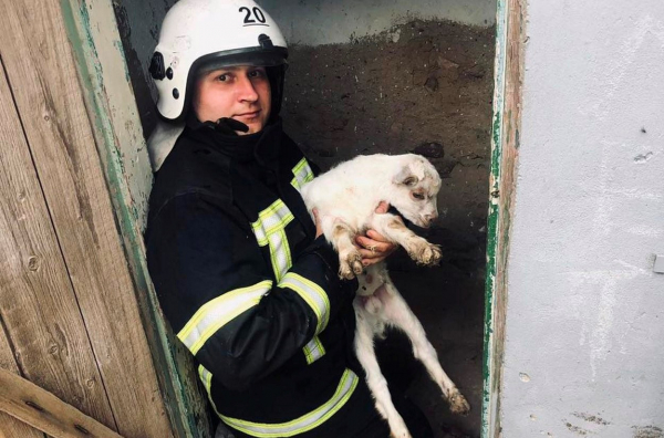 В Ізмаїлі співробітники ДСНС врятували козеня
