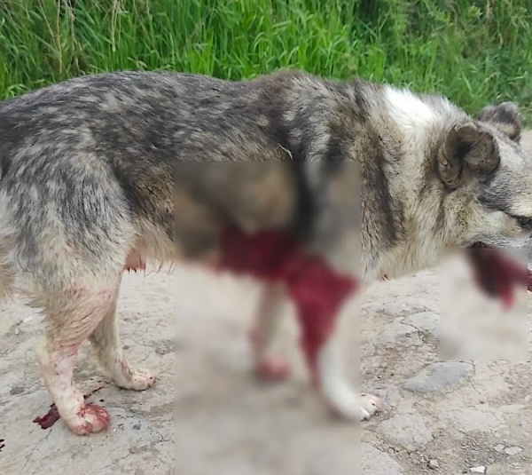Насадив на вила собаку, рятуючи курей: пенсіонер на очах у дітей убив тварину