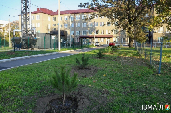 На території центральної міської лікарні Ізмаїла висадили 70 кримських сосен