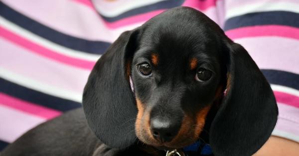 В Україні вперше встановили правила перевезення тварин в автобусах В Україні вперше встановили правила перевезення тварин в автобусах