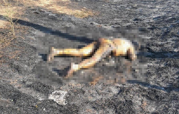 У передмісті Ізмаїла вигоріло півсела: що відомо про масштабну пожежу у Бросці У передмісті Ізмаїла вигоріло півсела: що відомо про масштабну пожежу у Бросці