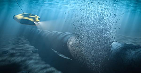 Заарештований в Італії українець був на батьківщині під час підриву Північних потоків, - адвокат 