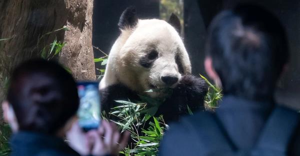 Жорстокість азіатської дипломатії: як Китай у Японії панд забирав Жорстокість азіатської дипломатії: як Китай у Японії панд забирав