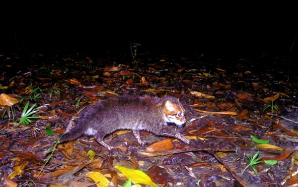 В Таиланде впервые за 30 лет зафиксировали редкую дикую кошку В Таиланде впервые за 30 лет зафиксировали редкую дикую кошку