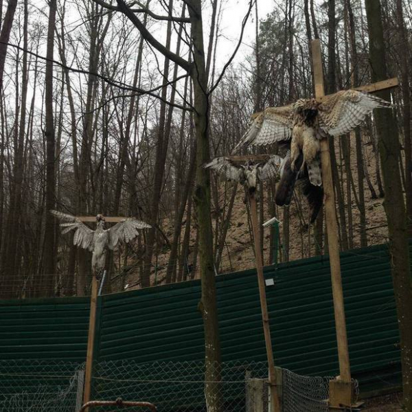 Політики та магія: відьом і чаклунів просять про владу, успіх і прибрати конкурентів 