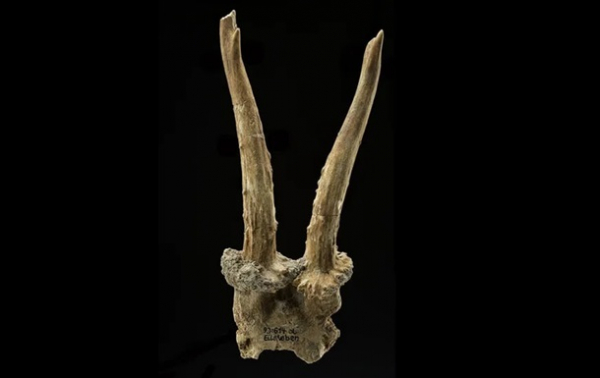 В Германии нашли шаманский головной убор каменного века