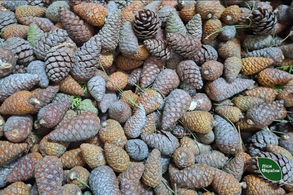 В Ізмаїлі вперше зібрали врожай рідкісної сосни, що в майбутньому стане основою лісів півдня України