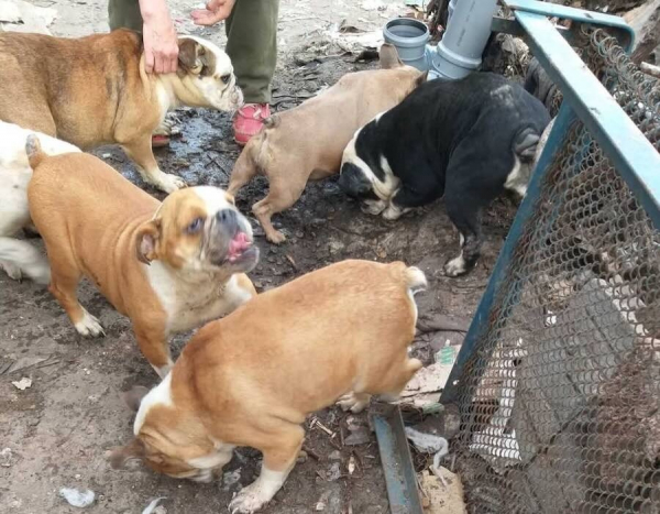 Понад сотня собак у жахливих умовах: поліція проводить слідчі дії у кінологічному клубі Ізмаїла