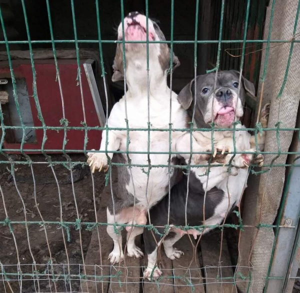 Понад сотня собак у жахливих умовах: поліція проводить слідчі дії у кінологічному клубі Ізмаїла