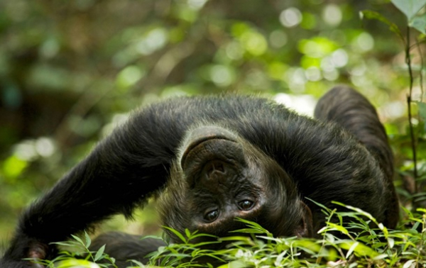 Ученые нашли новые доказательства "гипотезы пьяной обезьяны" Ученые нашли новые доказательства "гипотезы пьяной обезьяны"