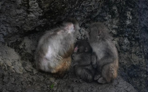 Одинокая обезьянка Панч нашла друга: ее отвергла стая