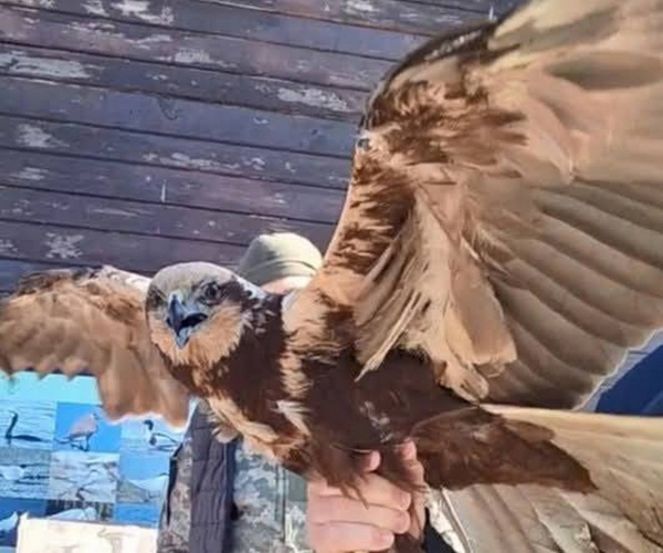 На Ізмаїльській станції юннатів допомогли врятувати червонокнижного птаха