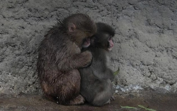 Одинокая обезьянка Панч нашла друга: ее отвергла стая